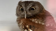 Throwing food out of your car can kill owls