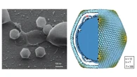 Finland finds its first giant virus