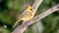 Extremely rare yellow cardinal flies into a Michigan backyard