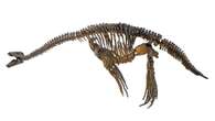 Paleontologists solve decades’ old mystery about plesiosaur skin texture