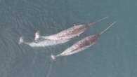 Narwhals spotted using tusks for non-mating fun