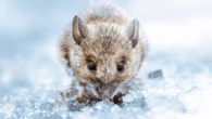 Earth welcomes baby mice from space