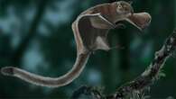 Flying squirrels the size of cats soared over prehistoric Appalachia