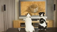 Science reveals dogs’ favorite type of TV