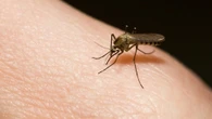 Mosquitos seem to like beer drinkers who recently had sex