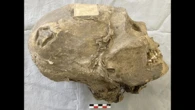 Looted mummy skull mislabeled for over a century