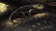 Bones of a raccoon-sized prehistoric lizard sat in a jar for 20 years