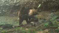 Capuchin monkeys kidnap baby howler monkeys, shocking scientists