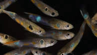 Orange male guppies are hornier