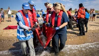 11 dolphins stranded in Cape Cod rescued by nonprofit