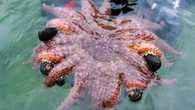 Meet the 24-armed sea star, a kelp forest’s bodyguard