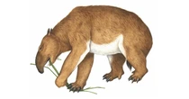 Australia’s giant extinct marsupials may be ID’d using tiny bone bits