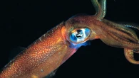 Humans have only seen 0.001 percent of the ocean floor