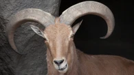 Texas aims to legalize hunting invasive sheep from helicopters