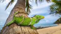 After a 5,000-mile float, these iguanas probably set an ocean record