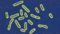 Watch bacteria ‘hitchhike’ and zoom around