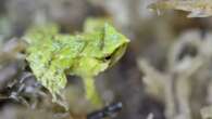 Frogs rescued from a deadly fungus welcome 33 froglets