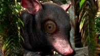 Shockingly large extinct possum uncovered in Texas