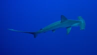 Hammerhead sharks eat other sharks—and it’s worth the risk