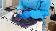Seagull survives swallowing a giant fish hook–thanks to local vets