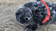 Baby seals are wearing heart monitors–for science