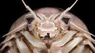 New foot-long crustacean named after Darth Vader