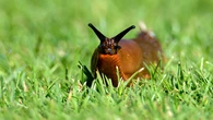 Ding-dong-ditch culprit turns out to be… a slug