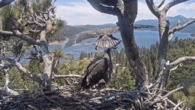 Sunny the eaglet has officially left the nest