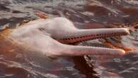 Male Amazon river dolphins pee into the air, confusing scientists