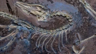 Feathered fossil shows famed dinosaur could fly (like a chicken)