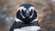 The clever way Magellanic penguins ride—and adjust to—ocean currents