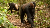 A group of gorillas have a surprising knack for hunting truffles, researchers find