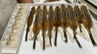 City living is changing rodent skulls in Chicago
