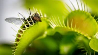 Venus fly traps’ death-grip trigger discovered