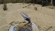 ‘Wavy Dave’ is a beefy-armed robot crab on a mating mission