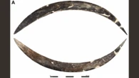 Humans hurled massive mammoth tusk boomerangs 40,000 years ago