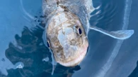 Meet Mary Catherine, the Great Lakes’ oldest-known trout