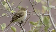A rare South American bird took a wrong turn towards Florida