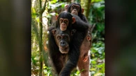 Wild chimp babies bond with their moms in human-like ways