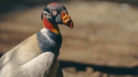 11 majestic photos of vultures for International Vulture Awareness Day