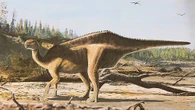 Retired doctor discovers new dinosaur species deep in a museum archive