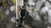 Are backyard bird feeders safe? Preventing illness is easy.