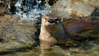 Otter poop reveals they may be ecosystem engineers