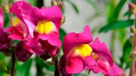 Plants can hear tiny wing flaps of pollinators