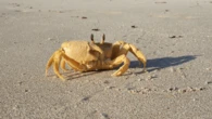 Australia’s ghost crabs decapitate baby sea turtles
