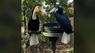 Male hornbills are at their mates’ every beck and call