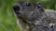 Three orphaned groundhogs released back into the wild