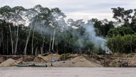 Trees can snitch on illegal gold miners in the Amazon
