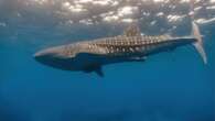 Whale shark pre-mating ritual observed for the first time