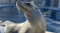 This sea lion can keep a beat better than some humans